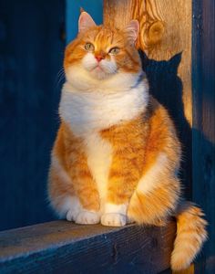 an orange and white cat sitting on top of a wooden bench