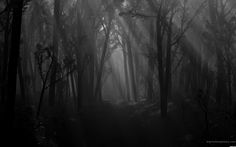 black and white photograph of sunbeams in the woods with fog coming from them