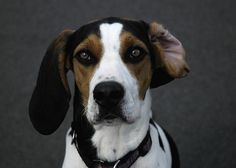 a close up of a dog wearing a collar