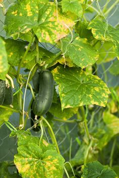 cucumbers growing on the vine in an enclosed area with green leaves and yellow spots