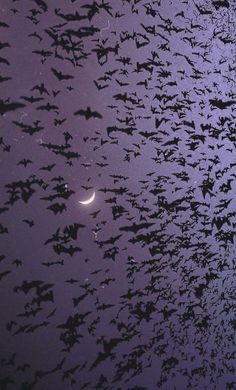 a large flock of bats flying in the night sky