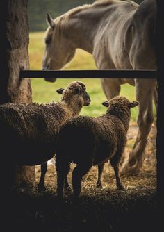 three sheep standing next to each other near a horse