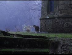 a cat standing on top of some steps in front of a stone building with fog