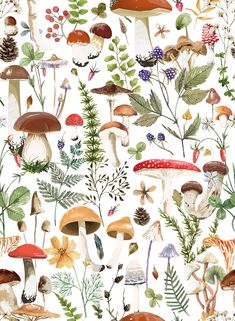 an image of mushrooms and plants on a white background