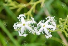 two white flowers with green leaves in the background stock photo - 957982