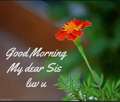 an orange flower with the words good morning my dear sis luv u