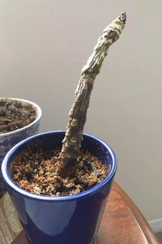 a small plant in a blue pot sitting on a table next to another potted plant