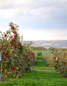 an apple orchard with lots of red apples on the trees and green grass in the foreground