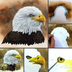 four pictures of bald eagle with different colored feathers and head shapes, including an eagle's head