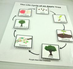 the life cycle of an apple tree is shown on a white sheet with four different pictures