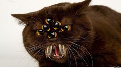 a black cat with yellow eyes and long whiskers on it's face