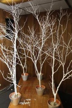 there are several small trees in pots on the table and one tree is white with no leaves