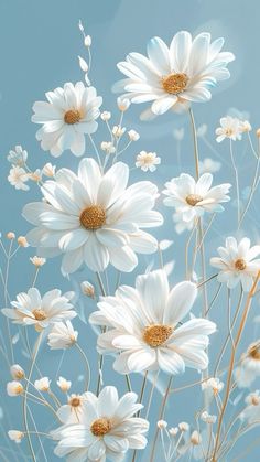 white daisies against a blue sky background