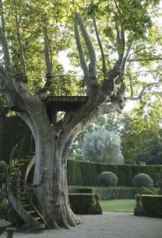 a large tree in the middle of a park