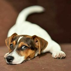 a brown and white dog laying on top of a couch