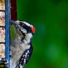 a bird is eating from a bird feeder with its mouth open and it's head hanging down