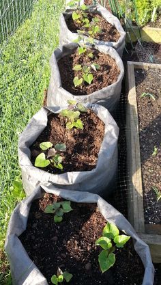 several bags filled with dirt sitting in the grass