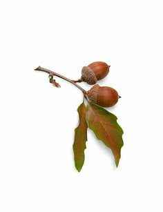 two acorns on a branch with leaves against a white background