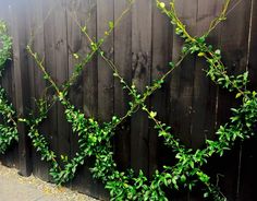 vines growing on the side of a wooden fence