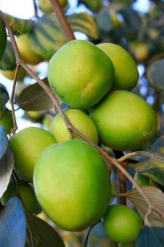 some green apples are hanging from a tree