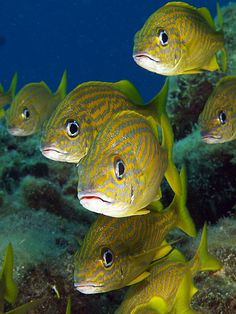 a group of yellow fish swimming in the ocean