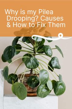 a houseplant with the words why is my pilea dropping? cause and how to fix them