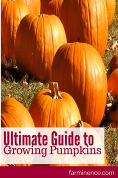 pumpkins in the grass with text overlay that reads, ultimate guide to growing pumpkins