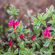 pink flowers with green leaves in the foreground