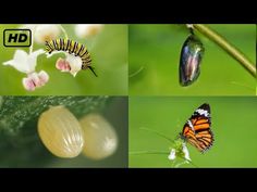 four different pictures of butterflies and caterpillars