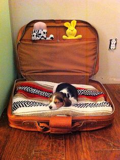 a dog laying in an open suitcase on the floor