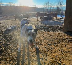 a dog standing in the dirt with other dogs behind him and snow on the ground