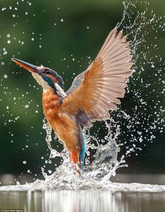 a colorful bird splashes water into the air with it's wings spread out