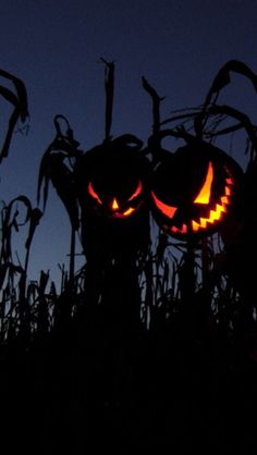 two jack o lantern pumpkins glowing in the night sky with corn stalks behind them