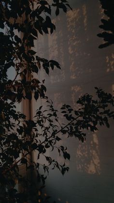 the sun is shining through some leaves in front of a window