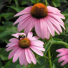 two pink flowers with a bee sitting on top of one in front of the other