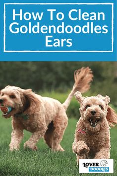 two dogs running in the grass with text overlay how to clean goldendoodles ears