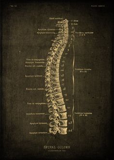 the back view of a human skeleton with all its bones labeled in black and white