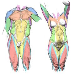 two different views of the back and side of a woman's body with colored lines