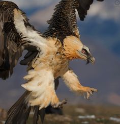 a large bird that is standing on its hind legs with it's wings spread