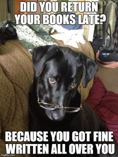 a black dog sitting on top of a couch next to a book shelf with the caption did you return your books late? because you got fine written all over you