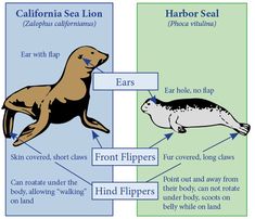 an image of sea animals labeled in their body and parts that are labeled on them