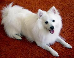 a small white dog laying on top of a red carpet