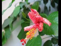 a pink flower with yellow stamens and green leaves