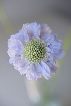 a close up view of a blue flower