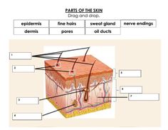 the structure of an animal's skin is shown in this diagram, with labels on it