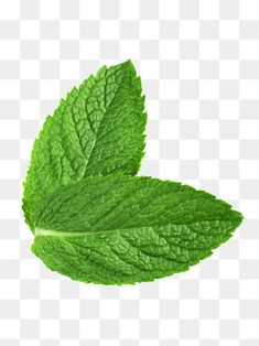 a green leaf on a white background, with no image in the bottom right corner