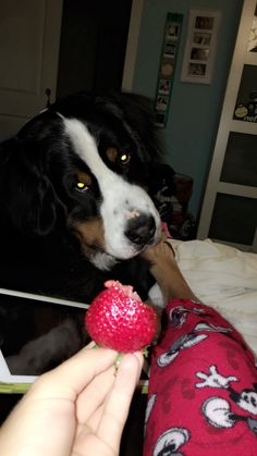 a person feeding a strawberry to a dog