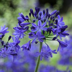 purple flowers are blooming in the garden