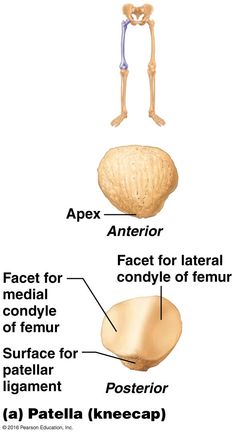 an image of the bones and their functions