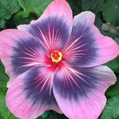 a pink and purple flower with green leaves